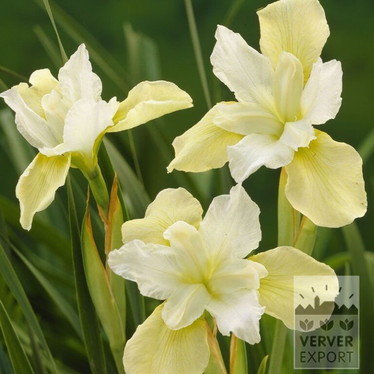 Iris sibirica 'Chartreuse Bounty' (28002)