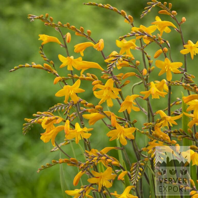 Crocosmia 'Sunglow' (28013)