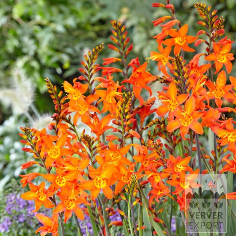Crocosmia 'Prince of Orange' (28020)