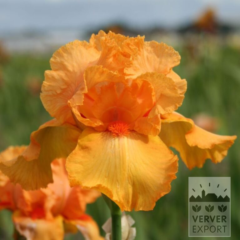 Iris germanica 'China Dragon' (28021)