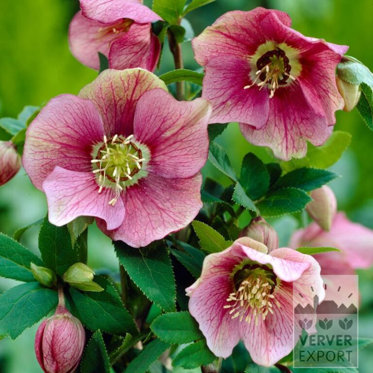 Helleborus orientalis (28024)