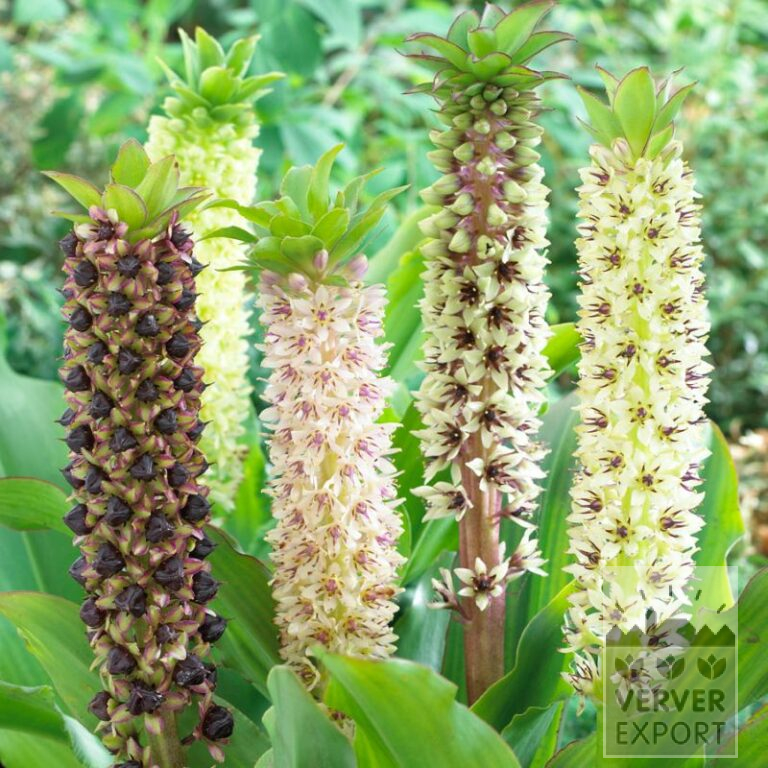 Eucomis 'Montana' (28025)