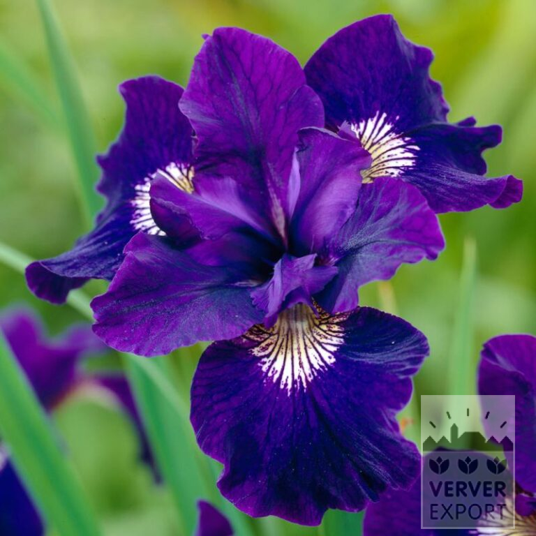 Iris sibirica 'Reddy Maid' (28028)