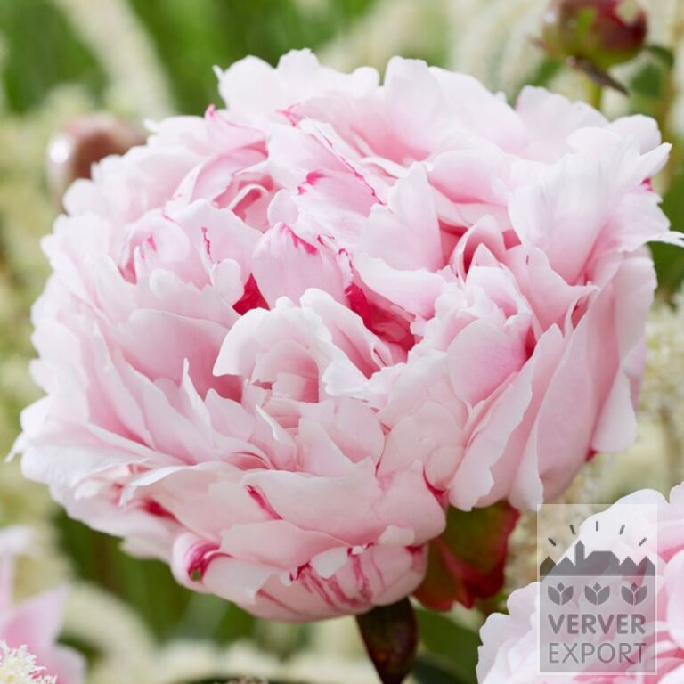 Paeonia 'Sarah Bernhardt' (28029)