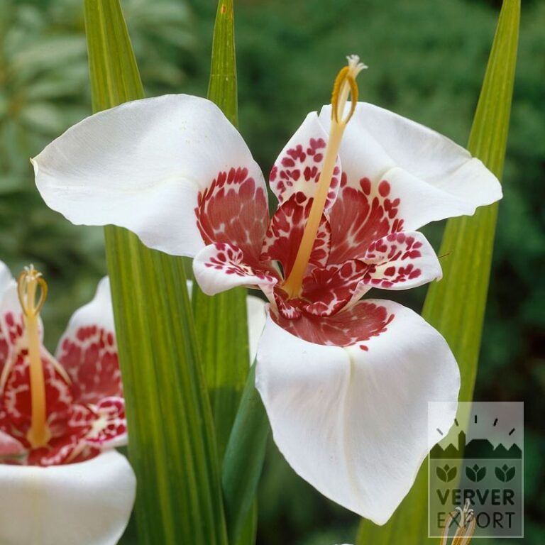 Tigridia pavonia 'Alba' (28031)