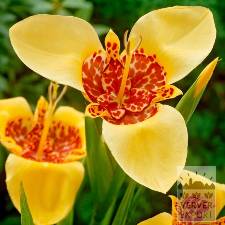 Tigridia pavonia 'Aurea' (28032)
