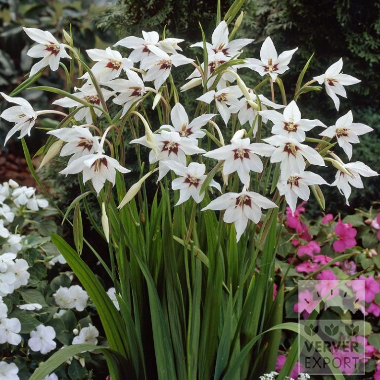 Acidanthera bicolor (29001)