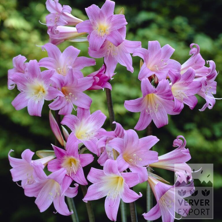 Amaryllis - buitencultuur belladonna (29002)