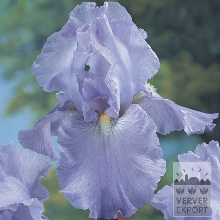 Iris germanica 'Babbling Brook' (29003)
