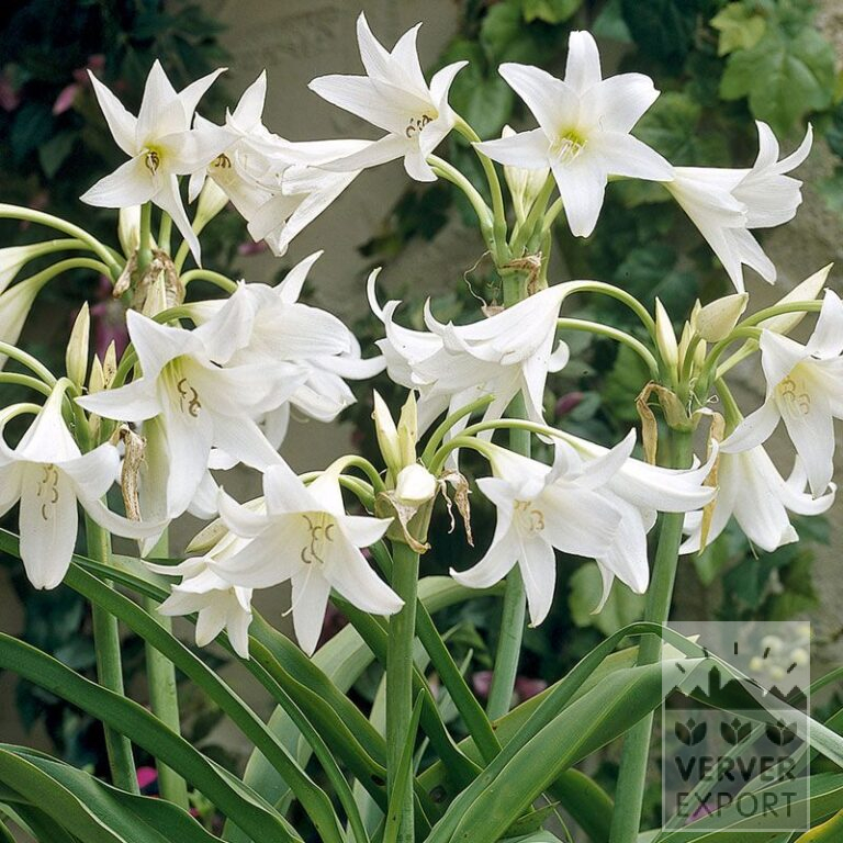 Crinum powellii 'Alba' (29005)