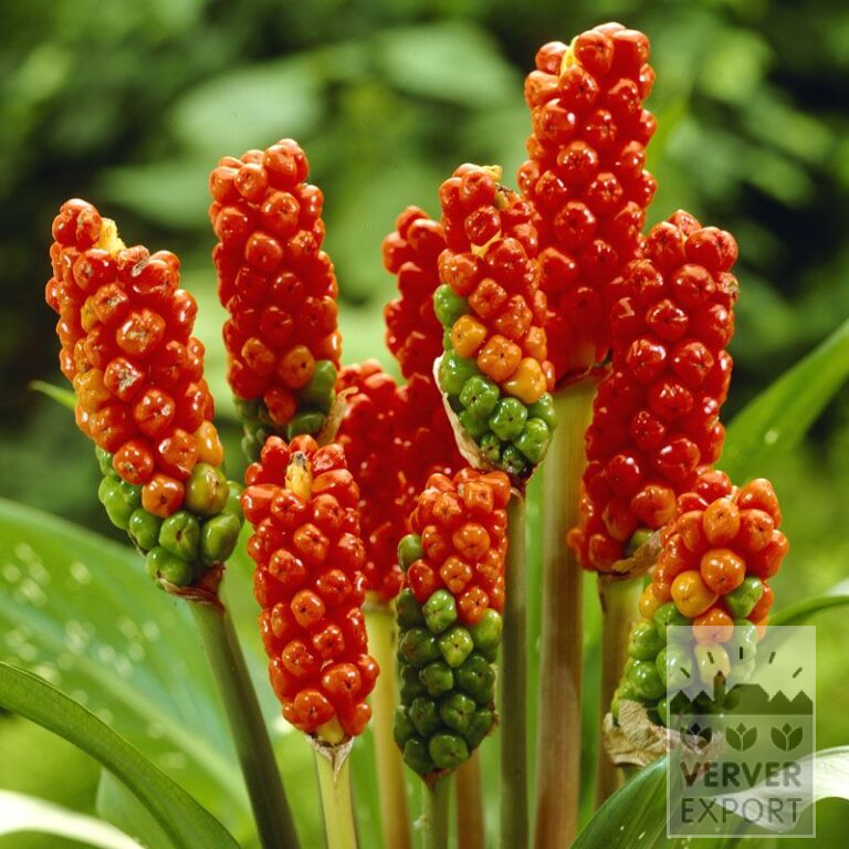 Arum italicum (29009)