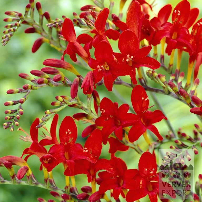 Crocosmia 'Lucifer' (29017)