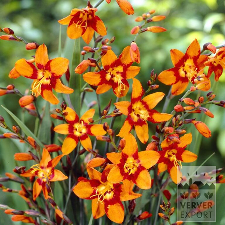 Crocosmia 'Emily McKenzie' (29018)
