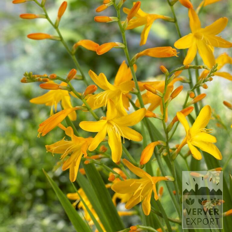 Crocosmia 'George Davison' (29019)