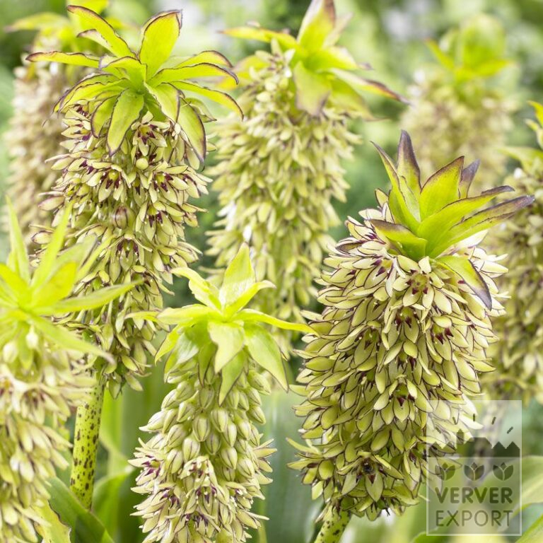 Eucomis bicolor (29020)