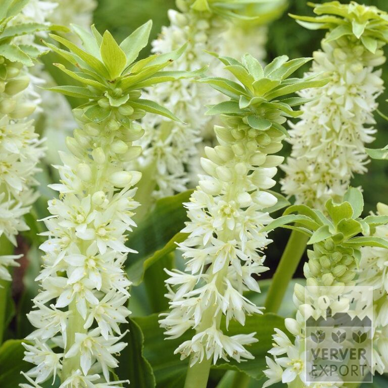 Eucomis autumnalis (29021)