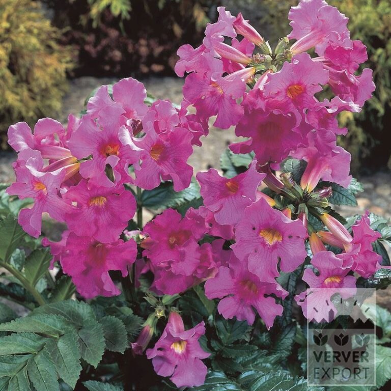 Incarvillea delavayi (29022)