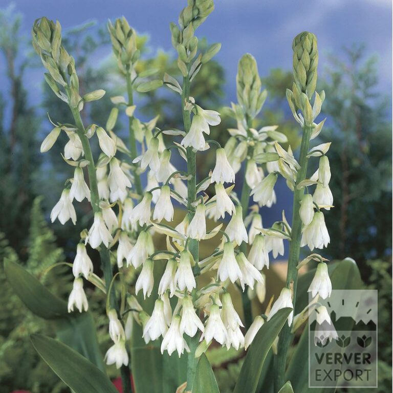 Galtonia candicans (29023)