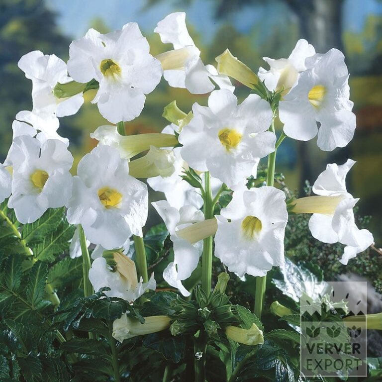 Incarvillea delavayi 'Snow Top' (29026)