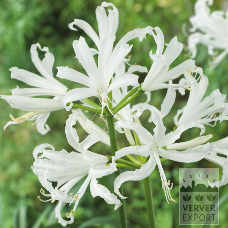 Nerine bowdenii wit (29028)