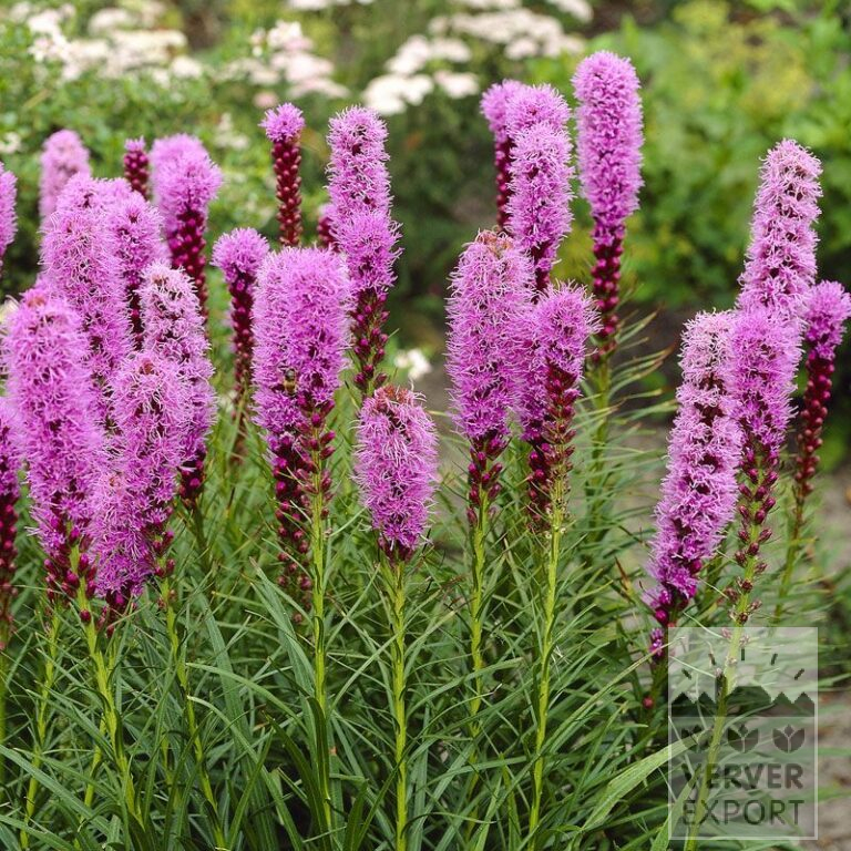 Liatris spicata rose (29029)