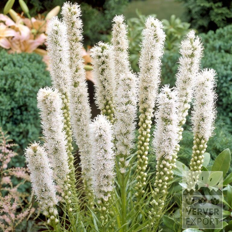 Liatris spicata 'Floristan Alba' (29030)