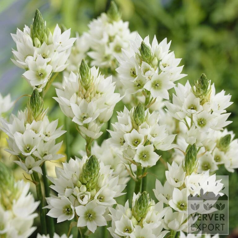 Ornithogalum thyrsoides (29032)