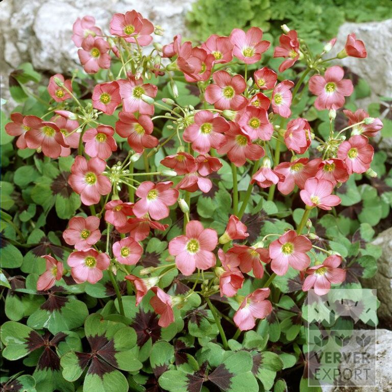 Oxalis deppei (29033)