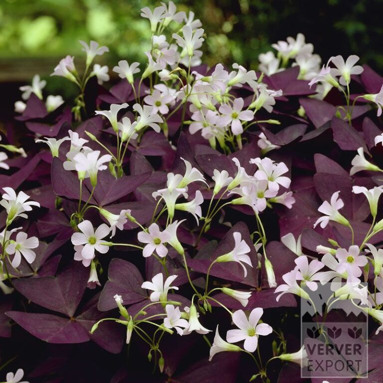 Oxalis triangularis (29034)