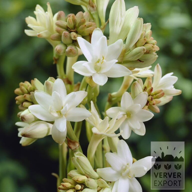 Polianthus tuberosa 'The Pearl' (29035)