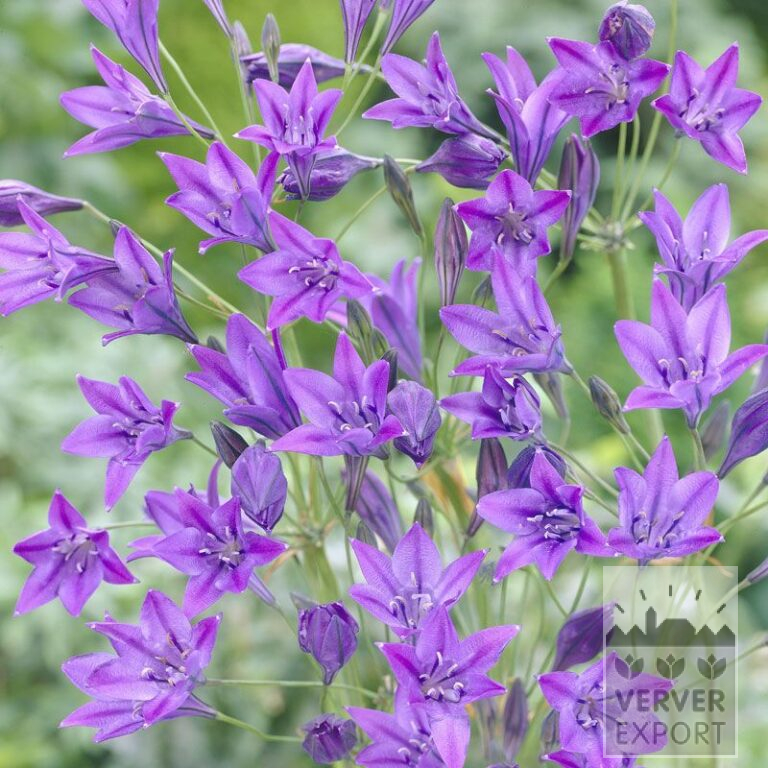 Triteleia laxa 'Queen Fabiola' (29038)