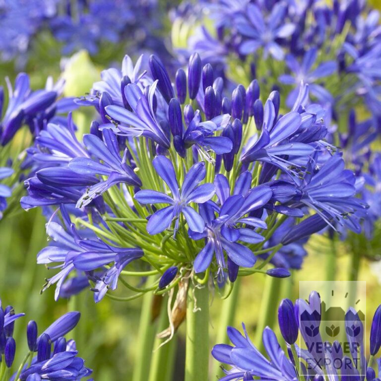 Agapanthus blauw Afrikaanse Lelie (29040)