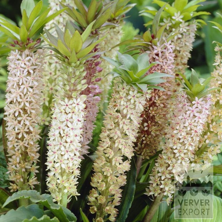 Eucomis comosa (29044)