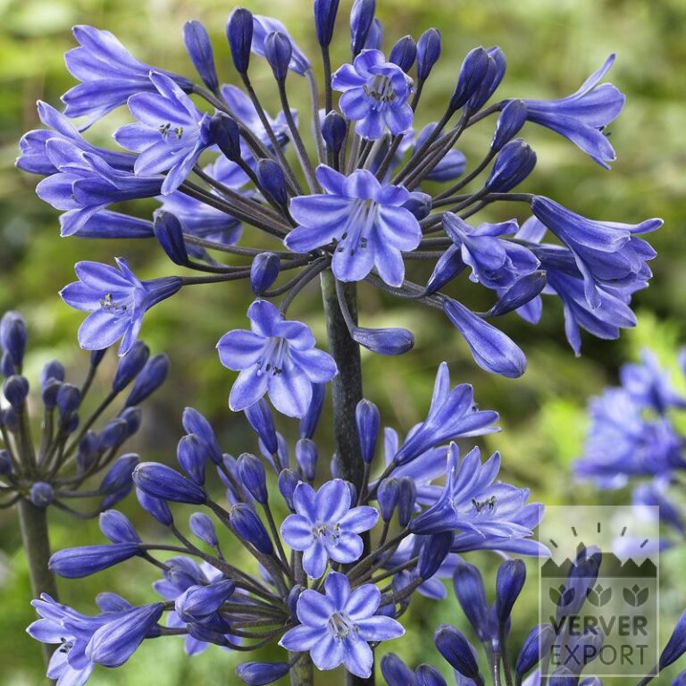 Agapanthus donker blauwe Afrikaanse Lelie (29053)