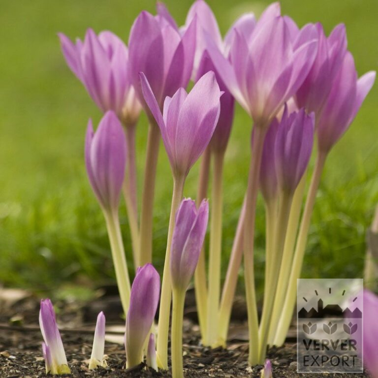 Colchicum autumnale (29064)