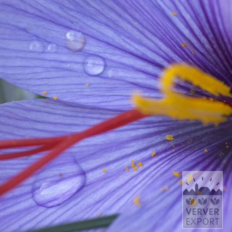 Krokus sativus (29067)