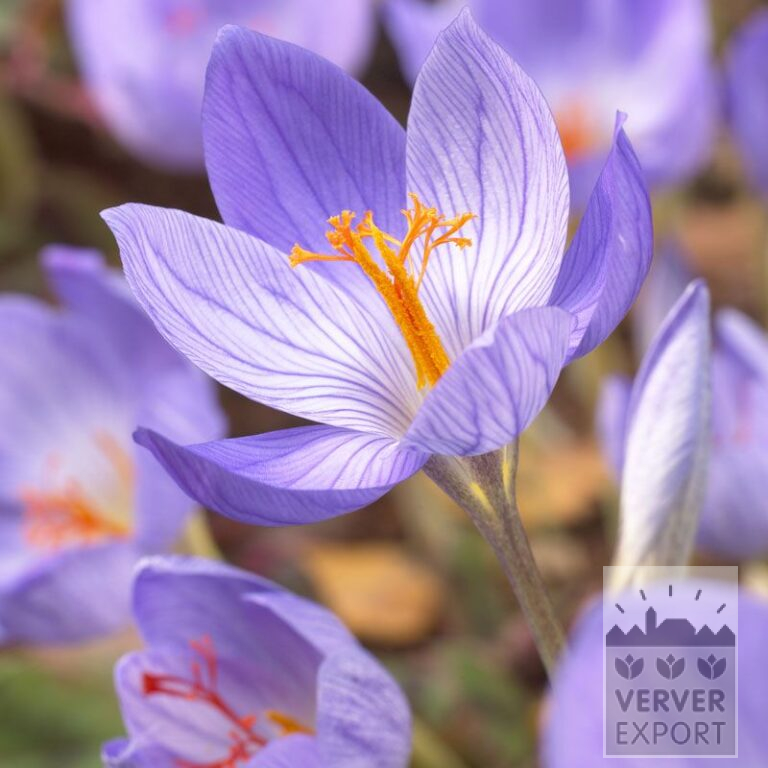 Krokus speciosus (29068)
