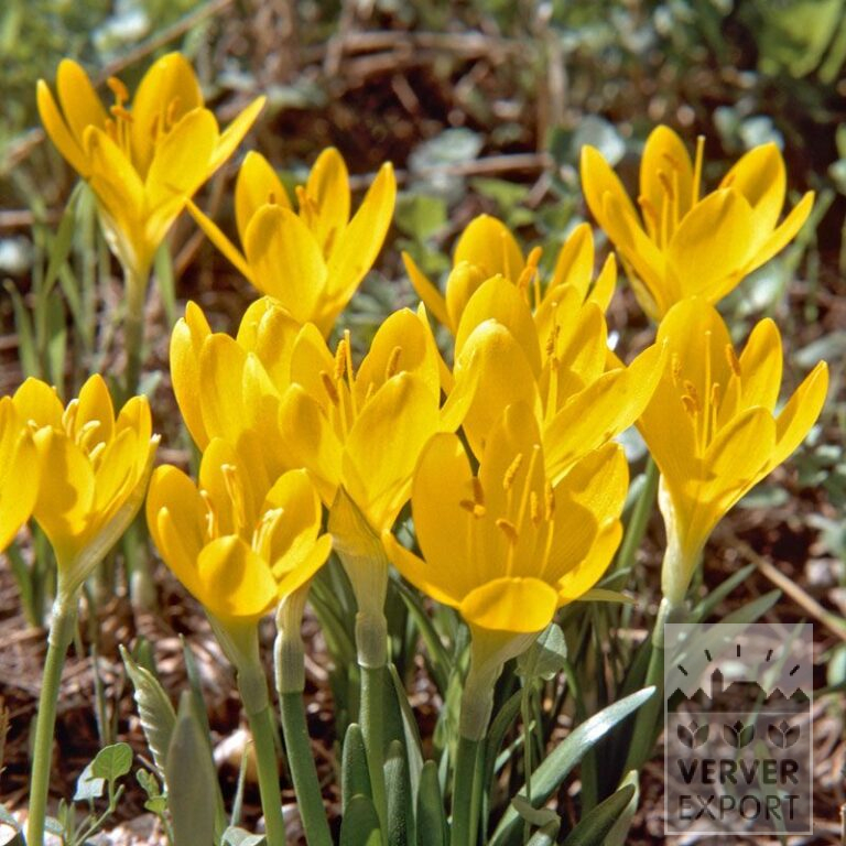 Sternbergia lutea (29070)