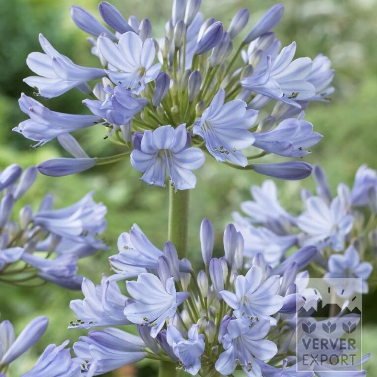 Agapanthus licht blauw Afrikaanse Lelie (29071)