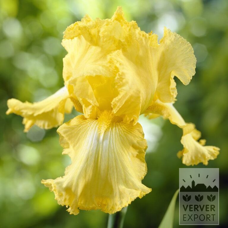 Iris germanica 'Harvest of Memories' (29072)