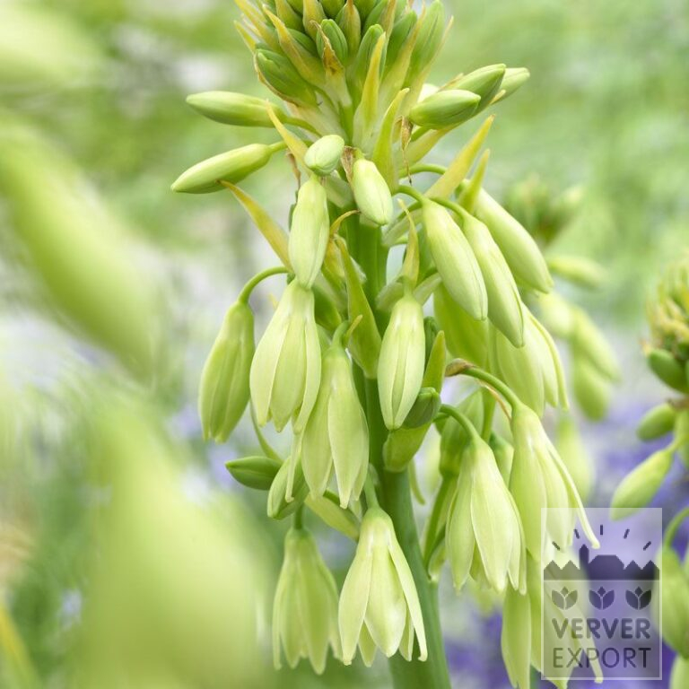 Galtonia viridiflora (29084)