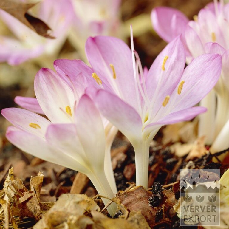 Colchicum cilicicum (29085)