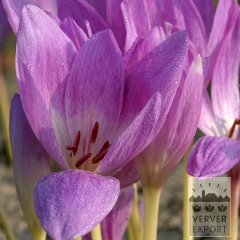 Colchicum 'The Giant' (29086)