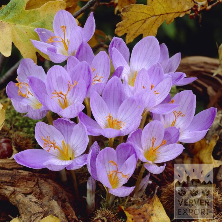 Krokus speciosus 'Cassiope' (29087)