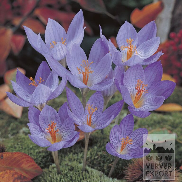 Krokus speciosus 'Conqueror' (29088)