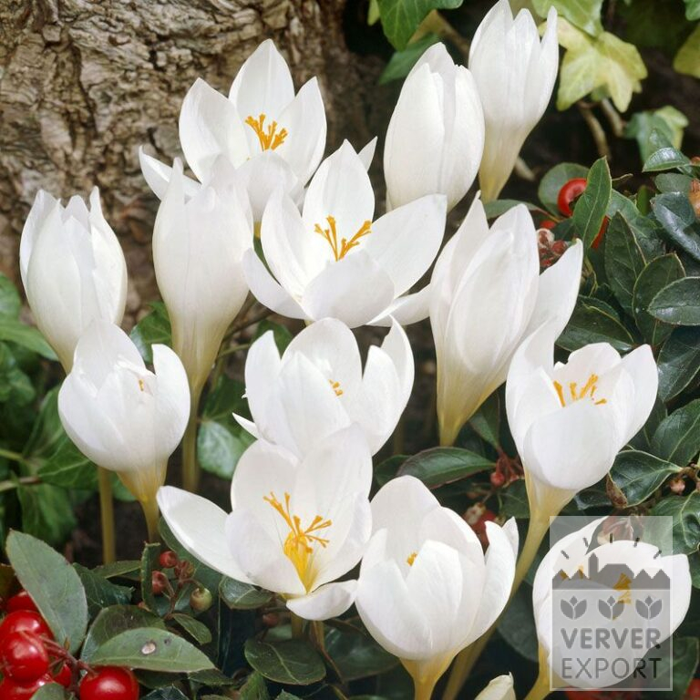 Krokus speciosus 'Albus' (29089)