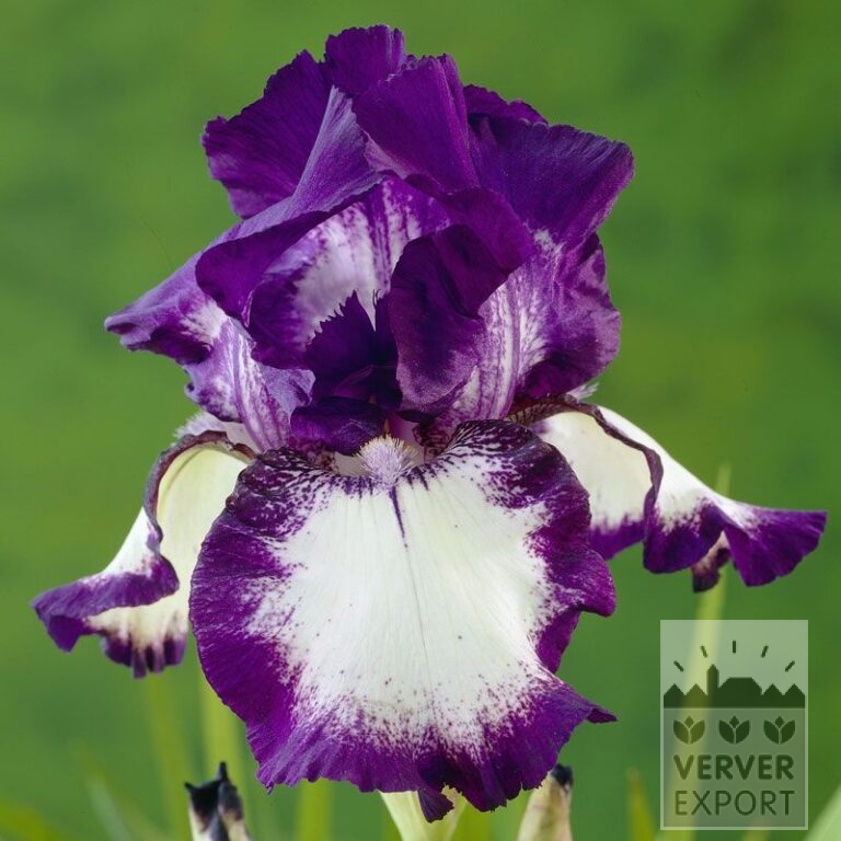 Iris germanica 'Loop the Loop' (29091)