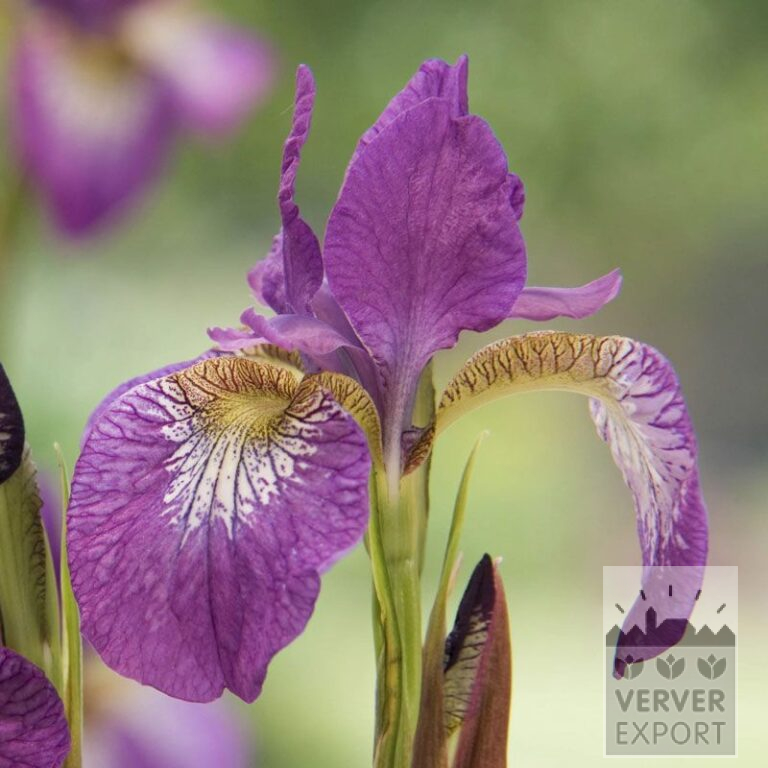 Iris sibirica 'Flight of Butterflies' (29092)