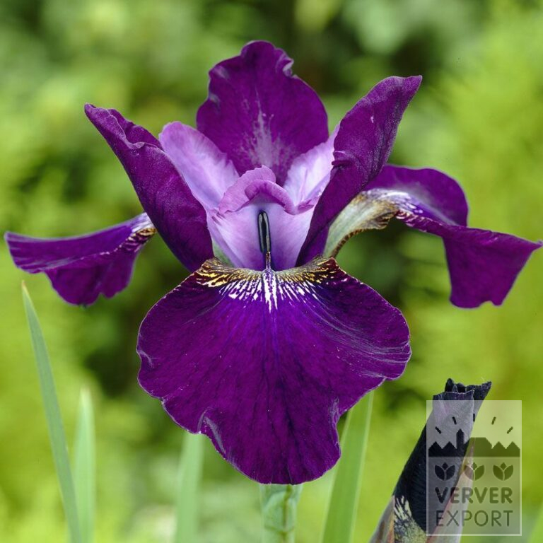 Iris sibirica 'Hubbard' (29093)