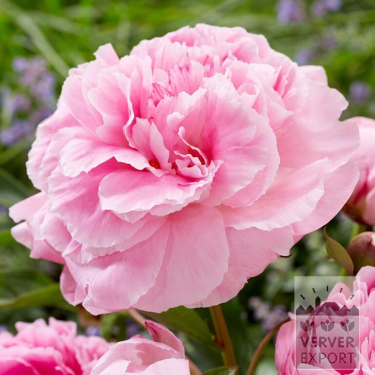 Paeonia 'Dr. Alexander Fleming' (29097)